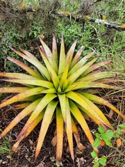 Tillandsia secunda