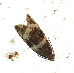 Olethreutes glaciana