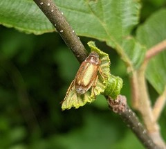 Dichelonyx subvittata