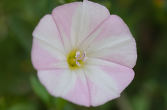 Convolvulus arvensis