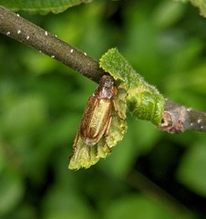 Dichelonyx subvittata