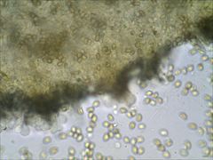 Simocybe serrulata