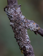 Physconia americana