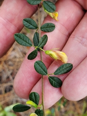 Rhynchosia cytisoides