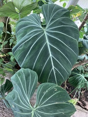 Philodendron gloriosum
