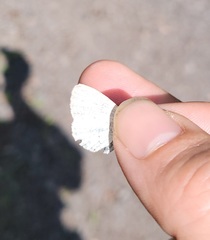 Celastrina neglectamajor