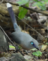 Coua cristata