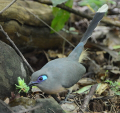 Coua cristata