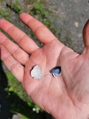 Celastrina neglectamajor