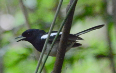 Copsychus albospecularis