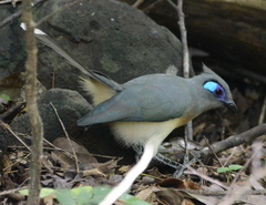 Coua cristata