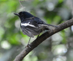 Copsychus albospecularis