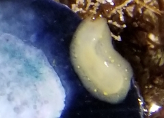 Cadlina