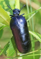 Meloe brevicollis