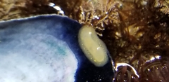 Cadlina