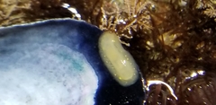 Cadlina