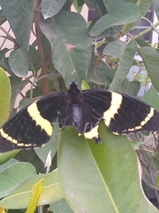 Papilio garamas