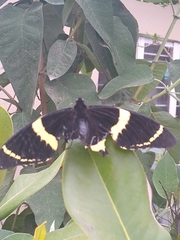 Papilio garamas