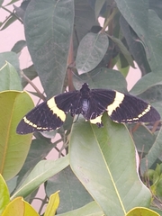 Papilio garamas