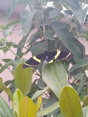 Papilio garamas
