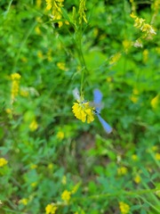 Celastrina neglectamajor