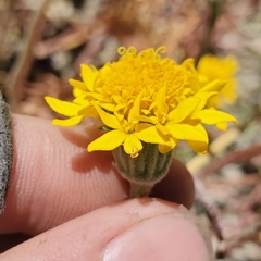 Chaenactis glabriuscula megacephala