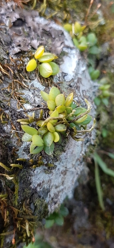Aristulata Orchid