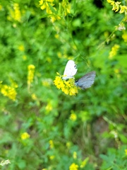 Celastrina neglectamajor