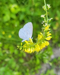 Celastrina neglectamajor