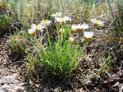 Erigeron vetensis