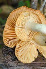 Cuphophyllus pratensis pratensis