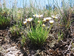Erigeron vetensis