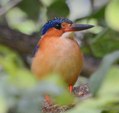 Corythornis vintsioides