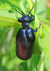 Meloe brevicollis