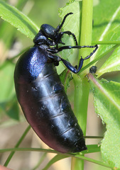 Meloe brevicollis
