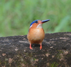 Corythornis vintsioides