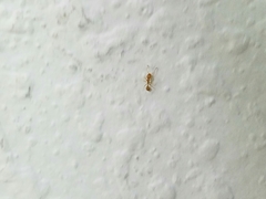 Monomorium pharaonis