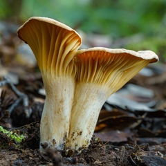 Cuphophyllus pratensis pratensis