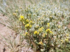 Eriogonum flavum