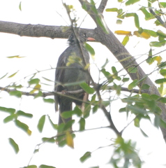Hypsipetes madagascariensis