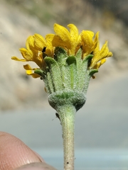 Chaenactis glabriuscula megacephala