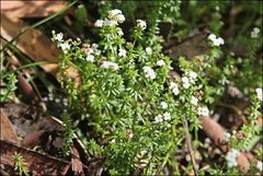 Asperula gunnii