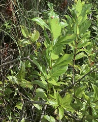 Cinchonoideae