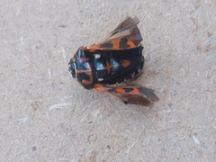 Murgantia histrionica