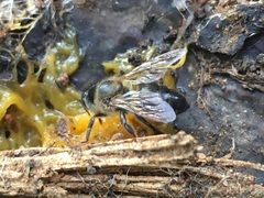 Apis mellifera unicolor