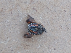 Murgantia histrionica