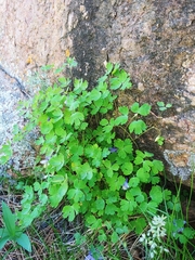 Aquilegia saximontana