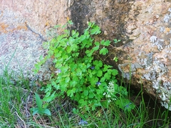 Aquilegia saximontana