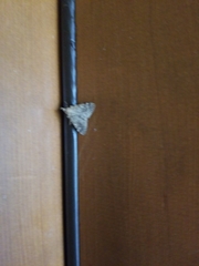 Aglossa pinguinalis