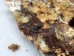 Leptomorphus hyalinus